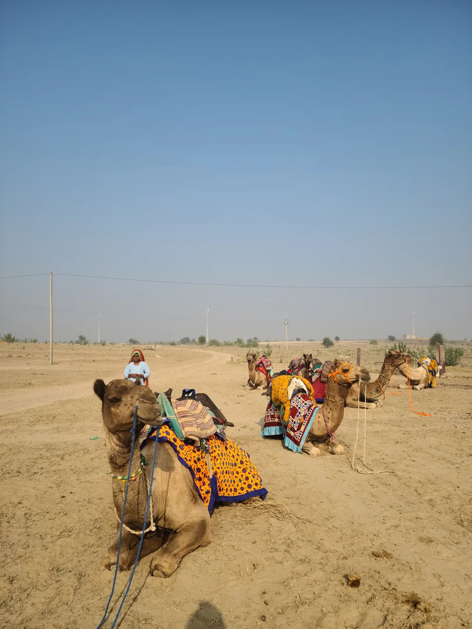 Camels resting in their saddle blankets under a clear sky