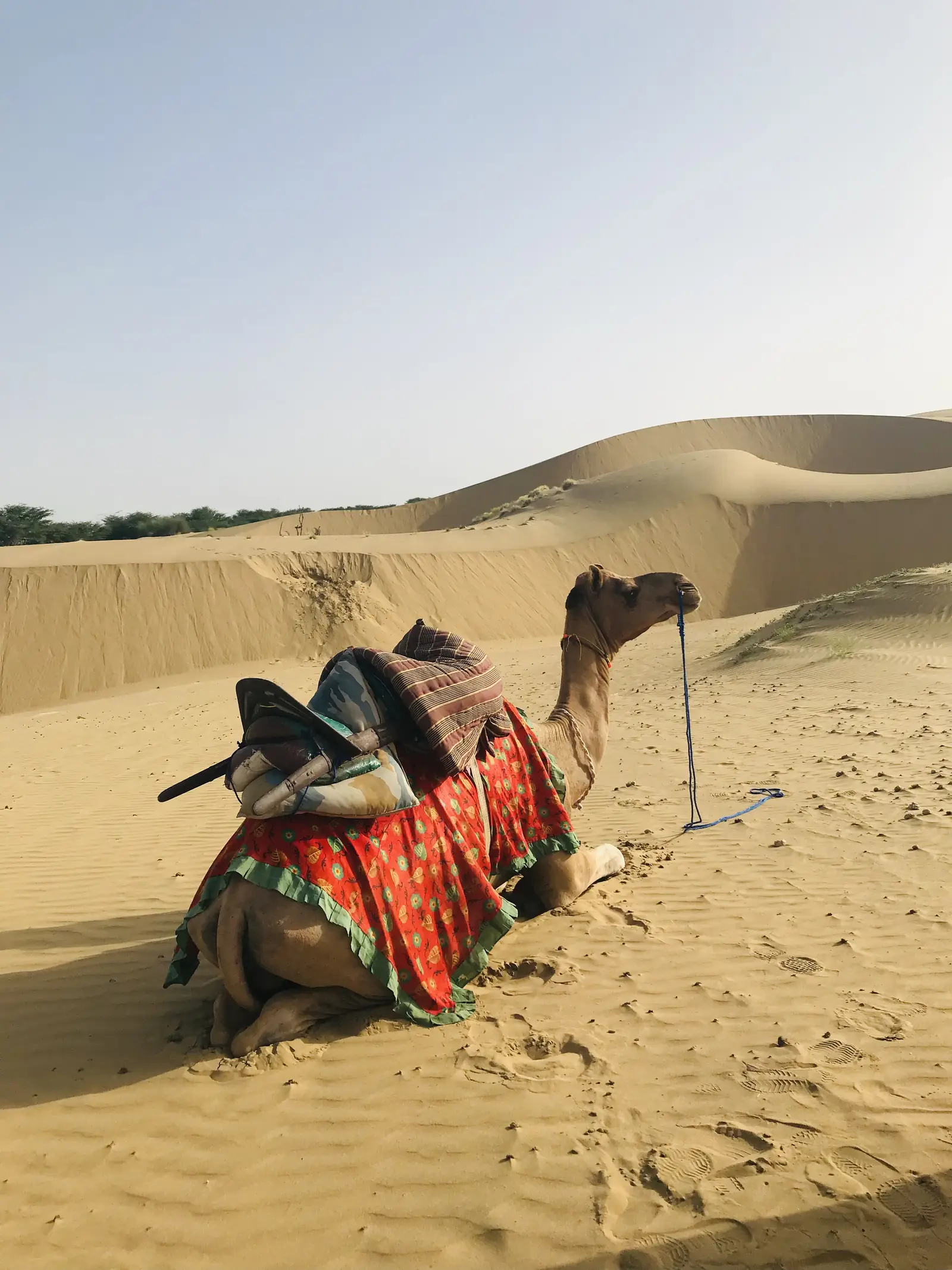 A camel sitting in its embroidered saddle on the ridge of a dune