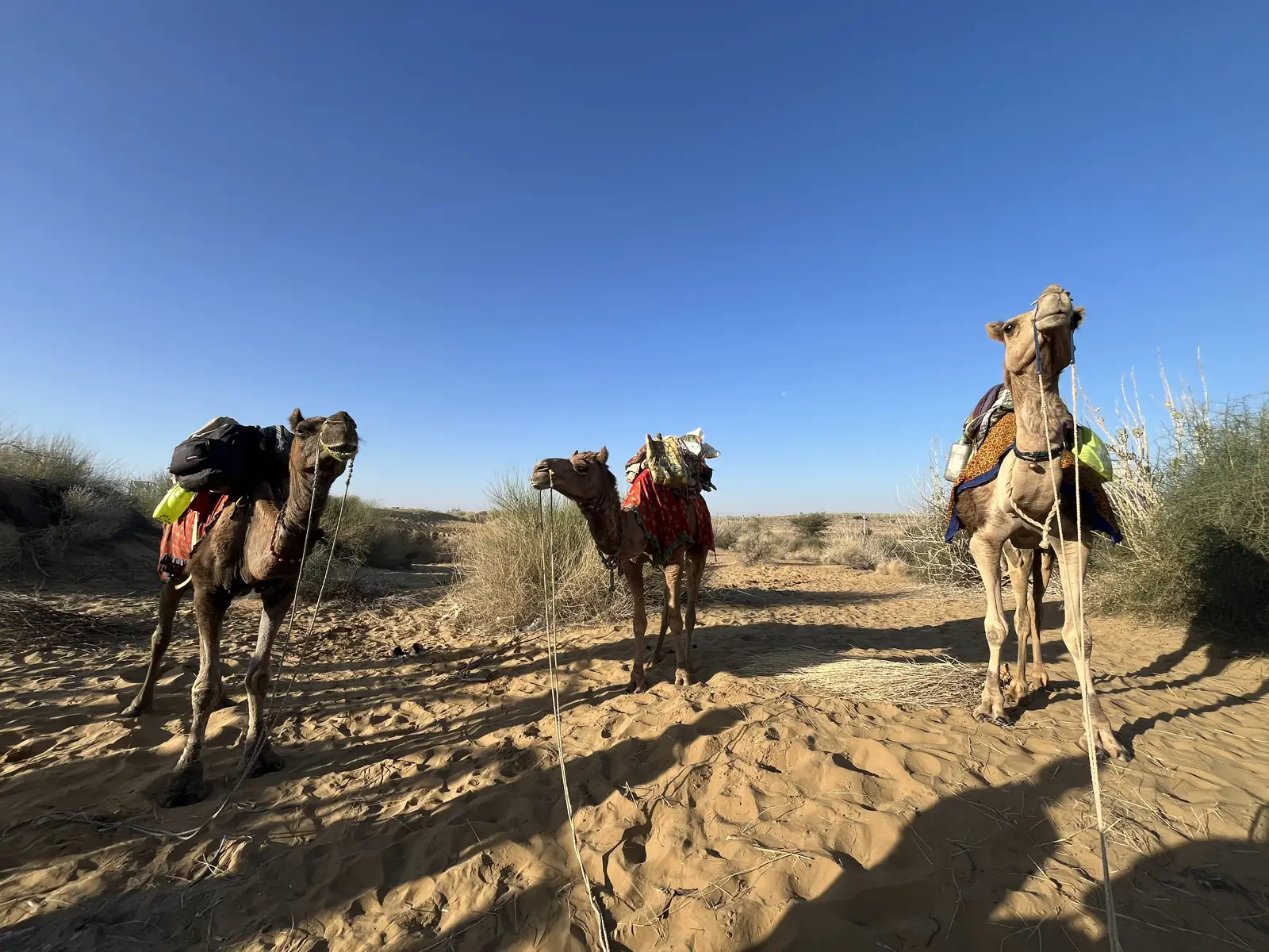 Three camels standing in the scrub in warm afternoon light
