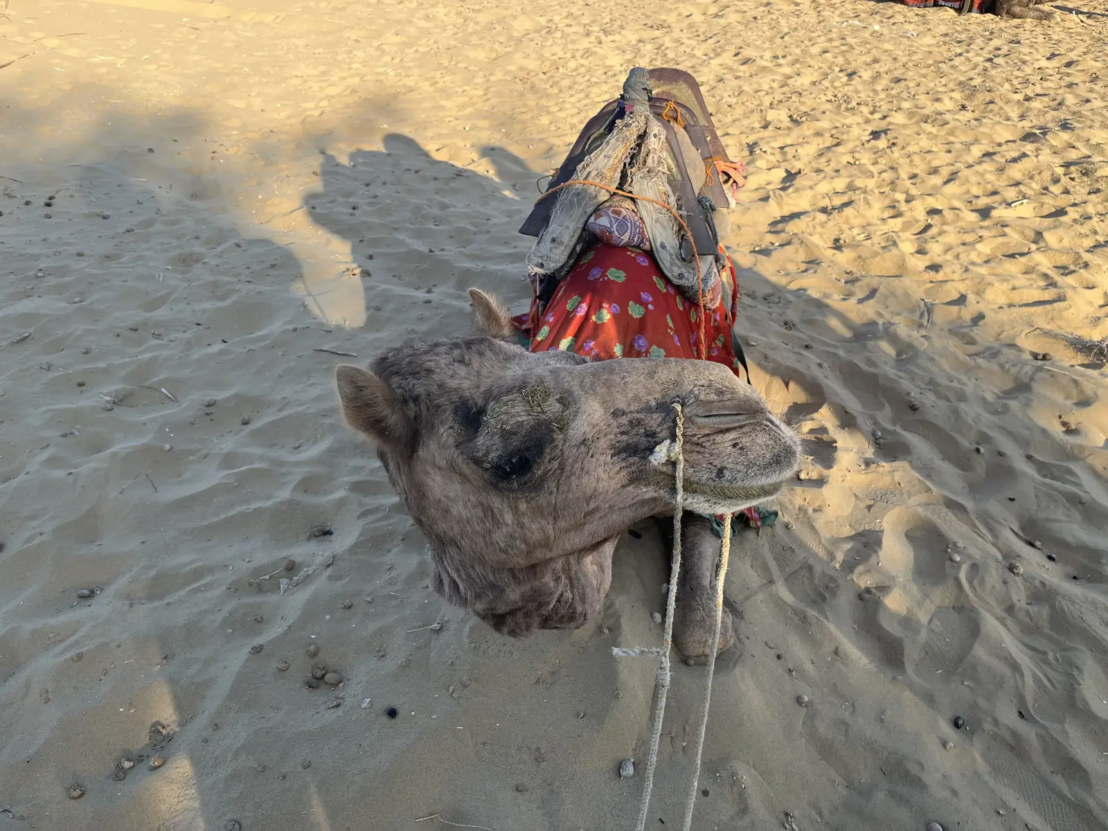A camel's head in its decorated bridle, close, on the sand