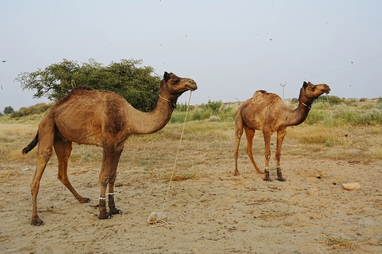 Two camels grazing at a thorn bush out in the desert