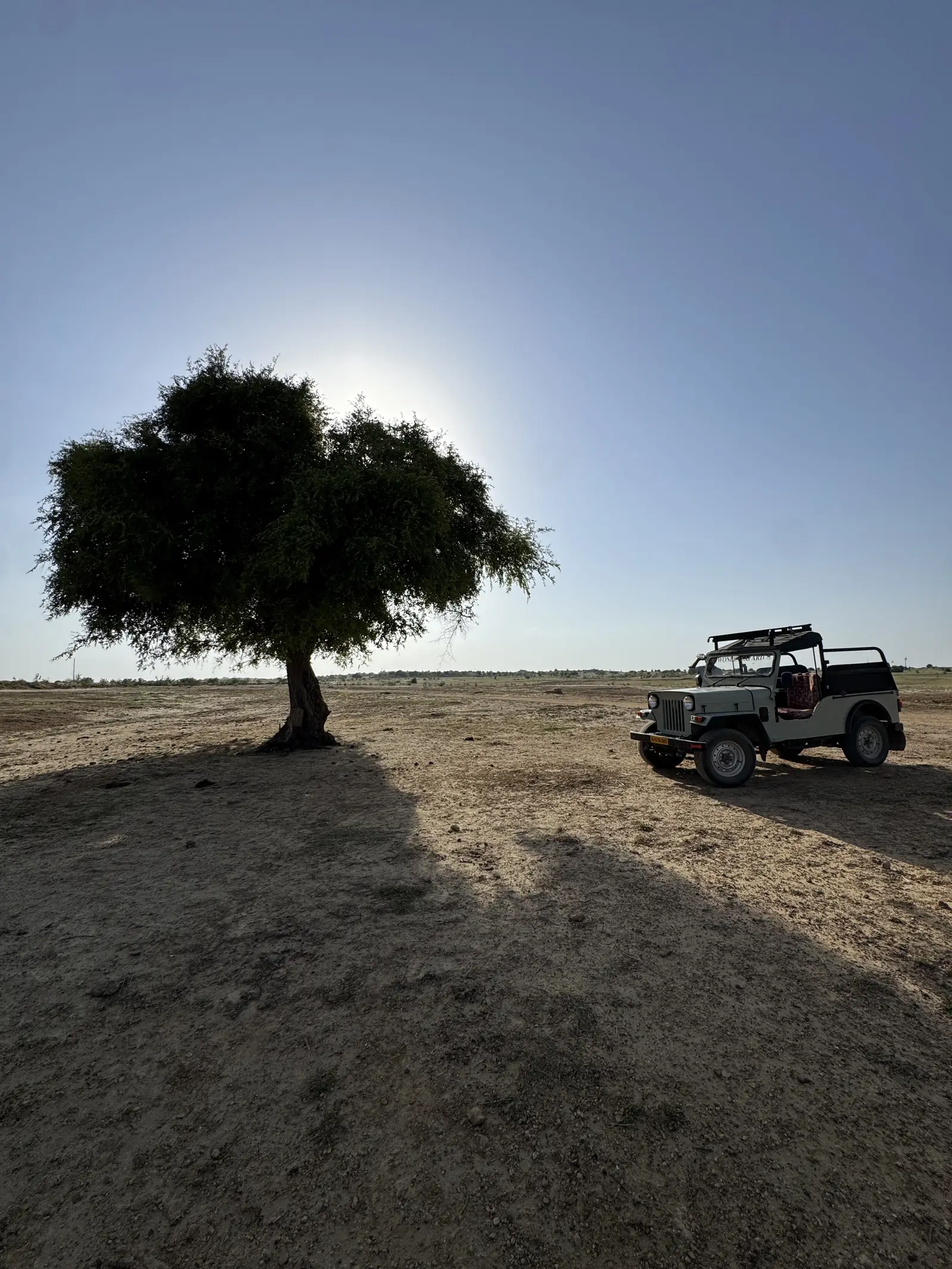 A lone tree throwing its shadow across the sand, the jeep parked beside it