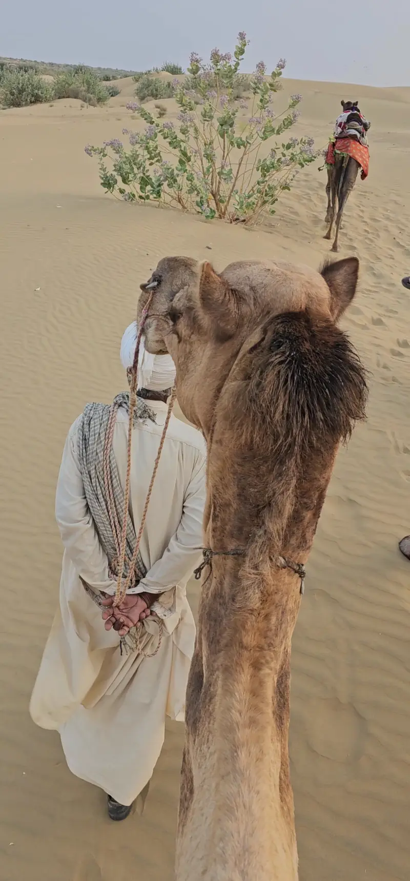 A camel and its handler at the top of a dune