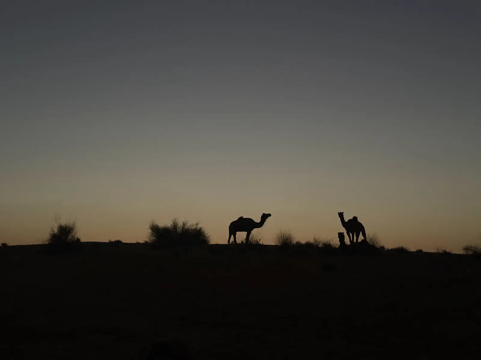 Two camels in silhouette on the ridge after sunset