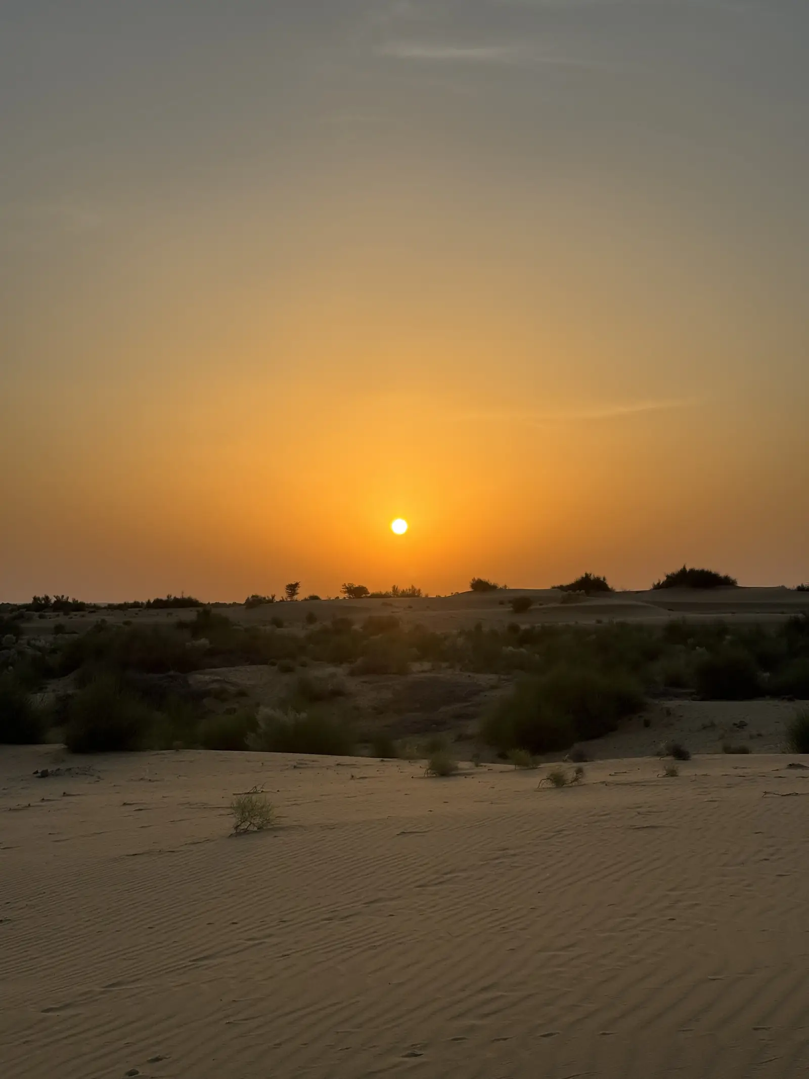 The sun sitting on the horizon over low scrub and sand