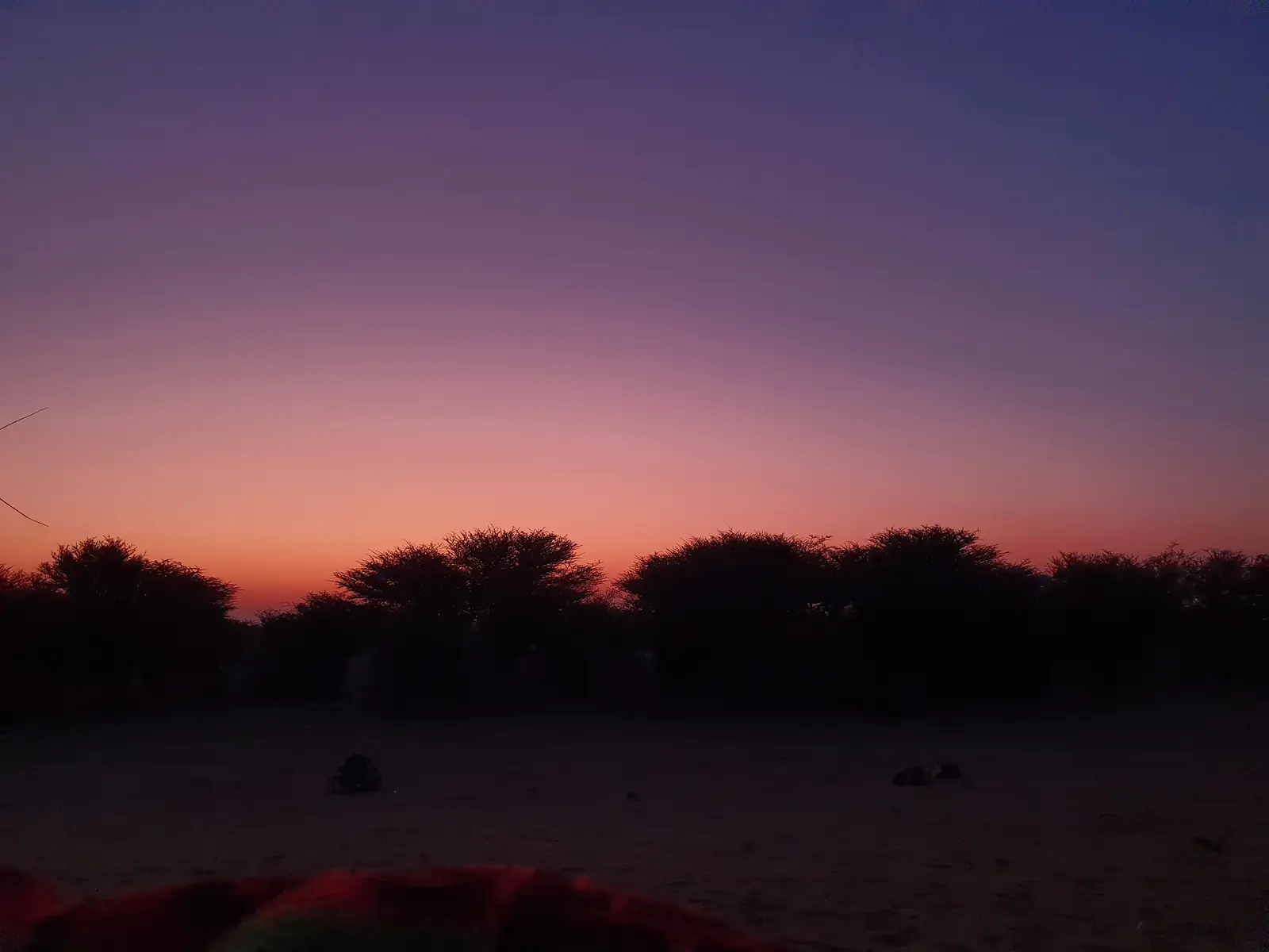 The sky going purple over the thorn trees after the sun has gone