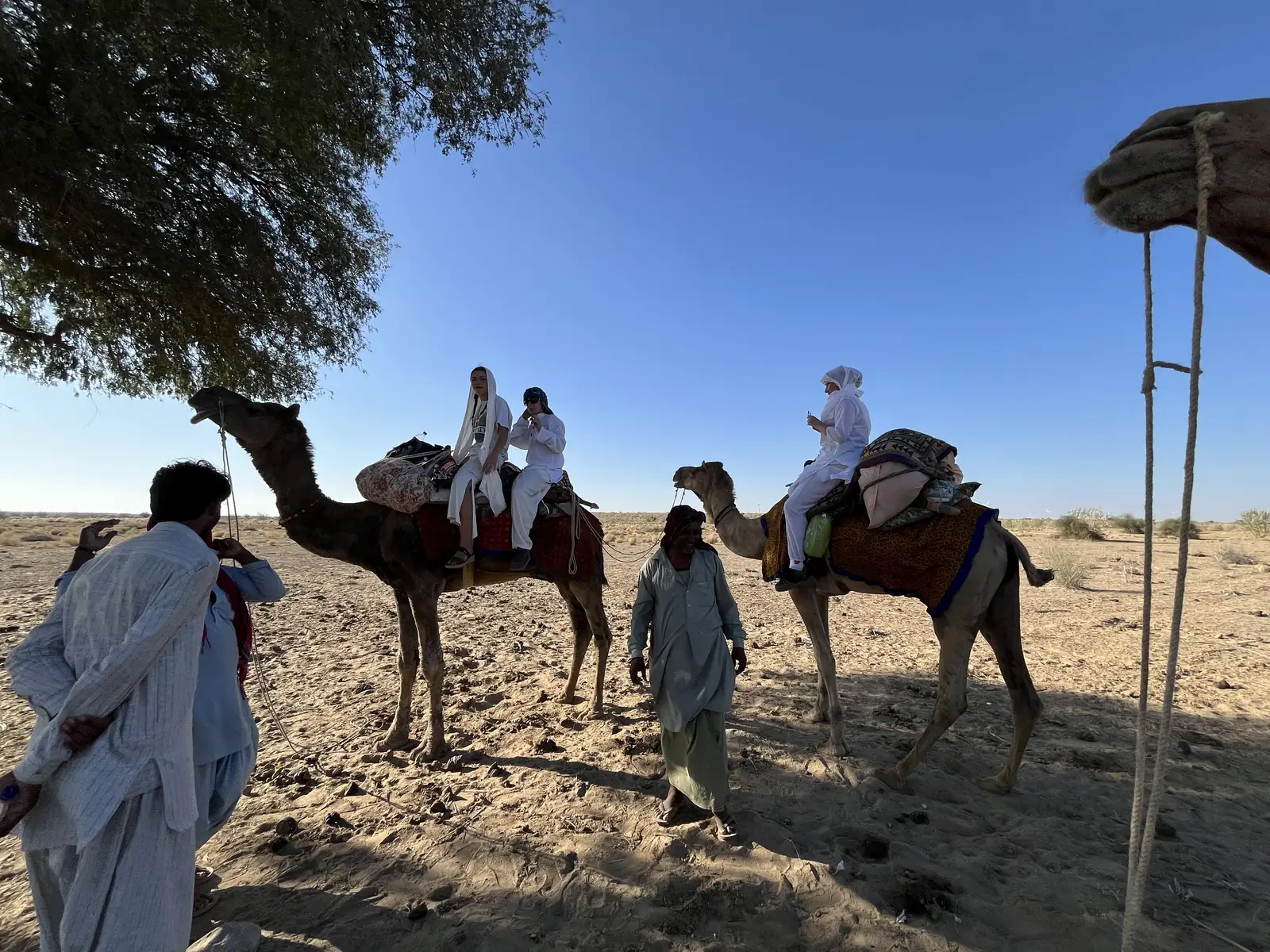 Camels and guests under the trees in the last of the light
