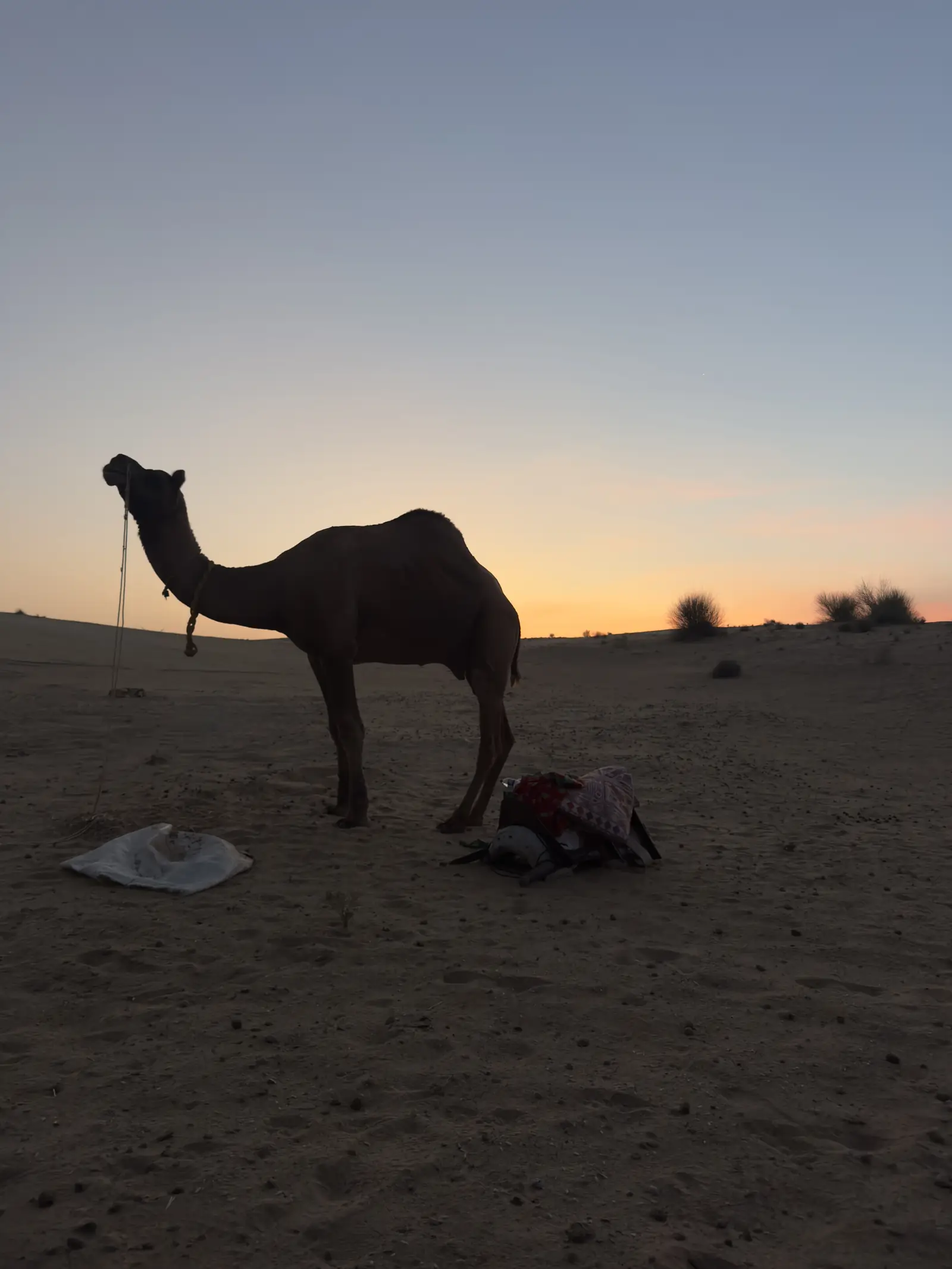 A camel standing out on the sand at dusk
